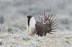 Greater Sage-Grouse